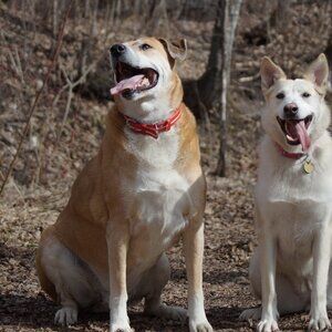 PAIGE Blue Heights Low Rise Skinny Jeans – Size 26 | Distressed Y2K Fit 👖